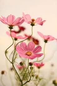 Cosmos Cosmos Flowers Flower Garden Beautiful Flowers