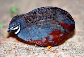 Burung Puyuh Pepeko Coturnix Chinensis Burung Puyuh Burung Habitat