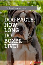 The best way to prevent bowel obstruction is to discourage and block your dog from trying to eat certain types of bones, sticks, rocks, and similar objects. Dog Facts How Long Do Boxer Live Top Rate Reviews