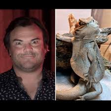The resemblance is uncanny… “Jack Black vs. Grayson” : r/BeardedDragons