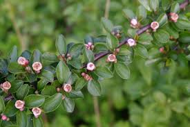 Image result for Cotoneaster