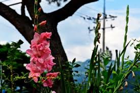 Image result for Gladiolus microspicatus