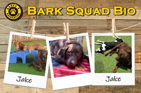 Most labrador retrievers are athletic; Jake Bark Squad Chocolate Lab Barks And Recreation