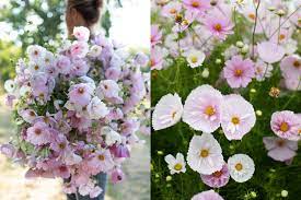 Crazy For Cosmos Floret Flowers