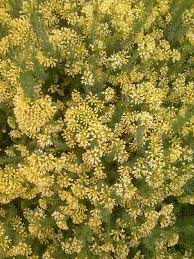 Image result for Gnidia goetzeana