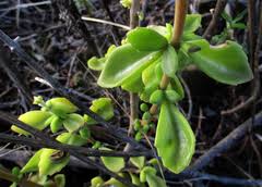 Image result for Coleus cylindraceus