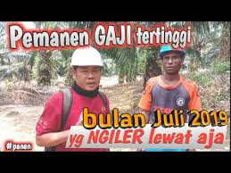 We did not find results for: Gaji Pemanen Kelapa Sawit Tertinggi Bulan Juli 2019 Yang Ngiler Lewat Aja Youtube