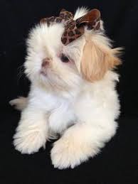 Shih Tzu Pomeranian Mix Black And Brown Akc Imperial Shih Tzu Puppies Shih Tzu Puppy Cute Animals Shih Tzu