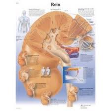 Planche Anatomique A Partir De 2 Planche Anatomique Anatomie Rein Humain