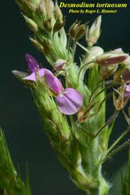 Image result for Desmodium tortuosum