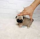 Teacup Pugs Paradise