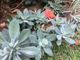 Image result for Kleinia fulgens