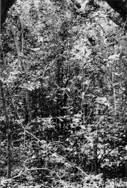 Image result for Manilkara sansibarensis