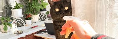 Is lavender essential oil safe for cats? It S Time To Stop Spraying Cats With Water Feline Behavior Solutions Cat Behaviorist