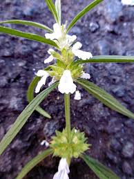 Image result for Leucas