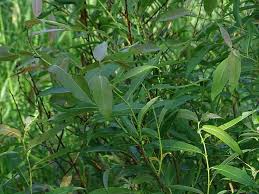 Image result for Salix