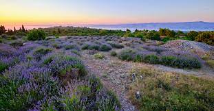 Hvar Lavender Fields Croatia Off The Beaten Path Wac Travel