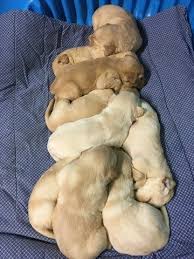 Über 7 millionen englischsprachige bücher. Litter Of 9 Goldendoodle Labrador Retriever Mix Puppies For Sale In Roseville Ca Adn 58166 On Puppyfinder Labrador Retriever Mix Goldendoodle Whoodle Puppies