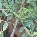 Image result for Indigofera arrecta