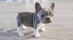 French Bulldog (Frenchie) Puppies For Sale - AKC PuppyFinder