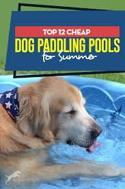 12 Best Paddling Pools For Dogs Dog Pool Dogs Cheap Dogs