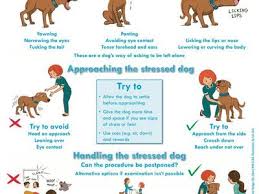 We're here to help you take care of your pet's routine welness needs. Affordable Pet Care Basse Apcbasse Profile Pinterest
