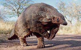 Pangolins 13 Facts About The World S Most Hunted Animal Most Endangered Animals Rare Animals Endangered Animals