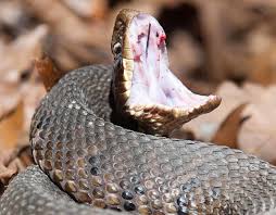 A northern california beekeeper tending his hives got a rattlesnake bite. Special Alert How To Properly Manage Snake Bites Missouri Poison Center