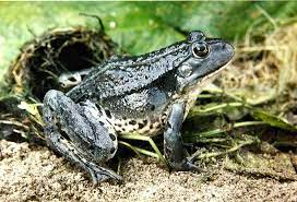 gepind vanaf vroegevogels vara nl amfibieen kikker vogels