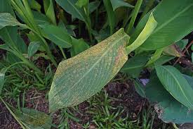 How To Prevent And Treat Rust On Canna Plants Gardener S Path