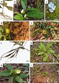 Image result for Crabbea cirsioides