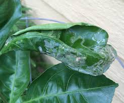 Fruit tree crinkle leaf disease. Citrus Leaf Miner Harris County Horticulture Blog