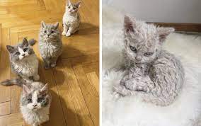 羊猫 ふわふわカールがまるで天使 世界で話題の セルカークレックス の子猫たち もふたん 猫 ふわふわ 子猫 セルカークレックス