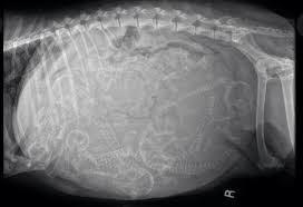 Xray Of Mom Dog With Puppies Inside Of Her Cute Animals Puppies Dogs