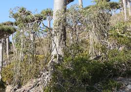 Image result for Cissus humbertii