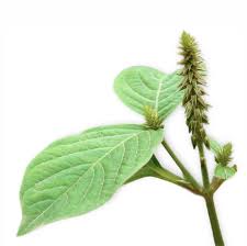 Image result for Achyranthes