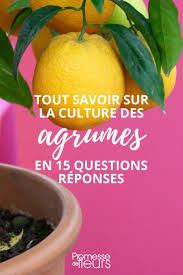 Agrumes 15 Questions Reponses Sur Leur Culture Agrumes Culture Des Legumes Table De Culture