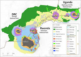 Image result for Rubus kirungensis