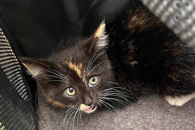 Kitten Survives Road Trip While Stuck In Car Grill for More Than 100 Miles