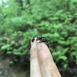 Nature on Tap: Salamander Meet and Greet