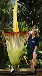 Corpse Flower Strange Flowers Corpse Flower Unusual Flowers