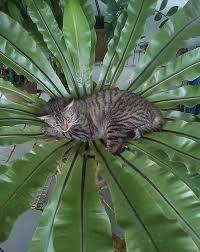 Birds Nest Fern Cats My Little Corner Of The World Cats Rare Cats Cute Cats