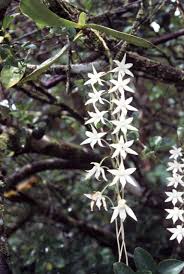 Image result for Aerangis ugandensis