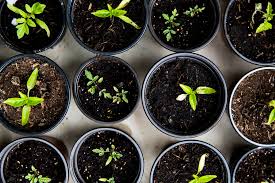 I like to write articles containing handy gardening tips, secrets, and gene. What Are Seed Banks A Complete Guide Nature World News