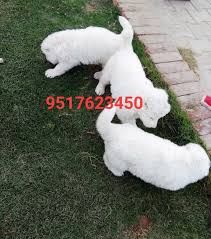 Black and ten, black, white. White German Shepherd India Posts Facebook