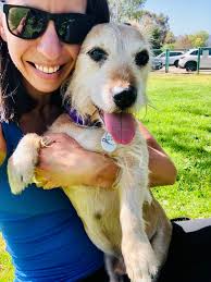 Reactions to pitbulls in public spaces