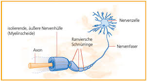 Bildet oft weit verzweigte fortsätze. Nervenzellen Und Myelin