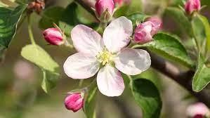 File apple priapple tree flower jpg wikimedia mons. White Apple Tree Flower Stock Footage Video 100 Royalty Free 11366873 Shutterstock