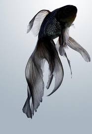 Pin By Shayne And Coco On Classic Animals Black Goldfish Beautiful Fish Goldfish