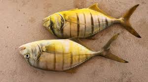 سمك ربيب صيدي Fish
